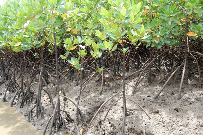 menzies-aviation-funds-planting-of-70,000-mangroves