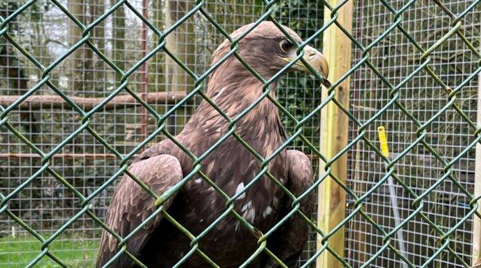 Conservation mission transports uncommon sea eagle throughout continents