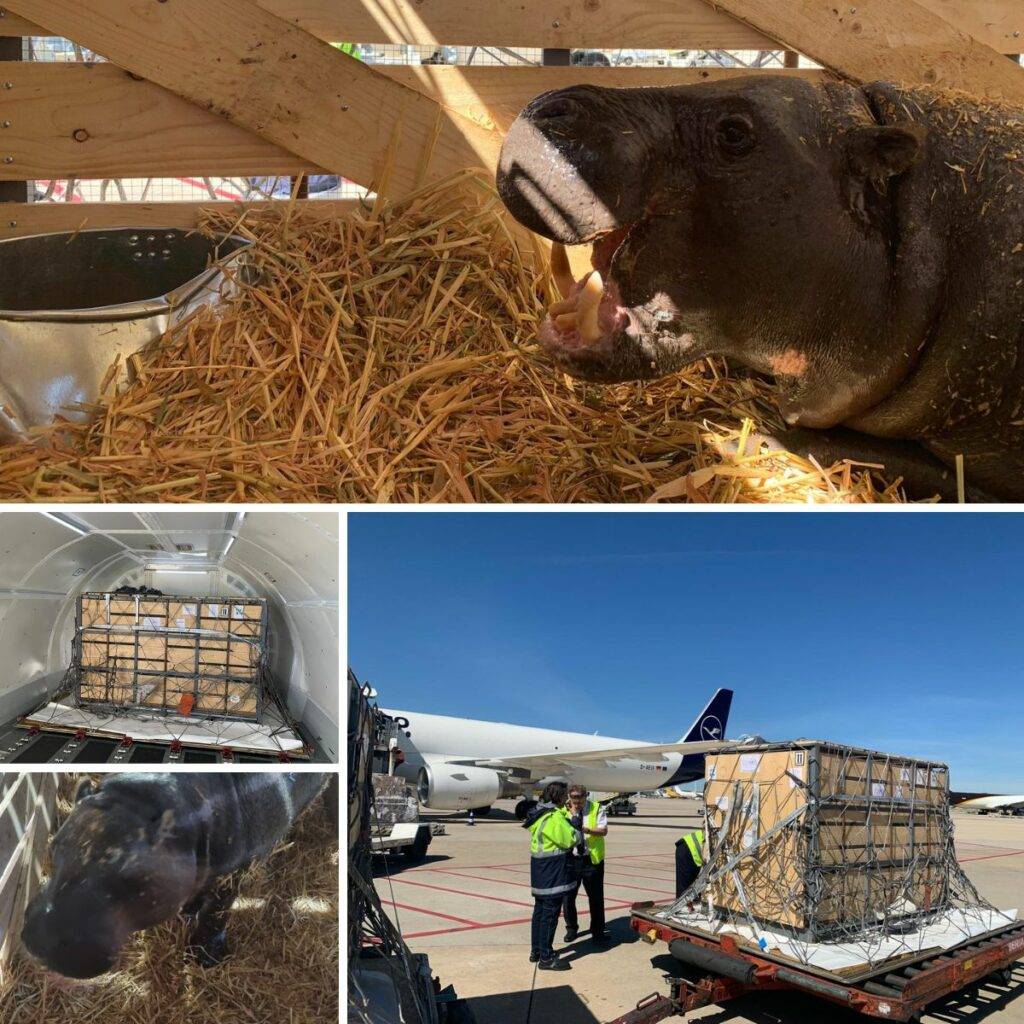 Particular shipping: Pygmy hippos rob flight from Madrid to Frankfurt