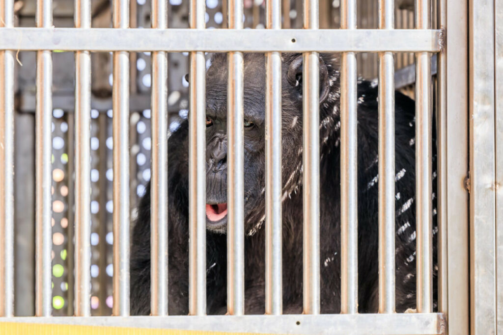 dhl-categorical-flies-disabled-chimpanzee-to-contemporary-home-–-air-cargo-week