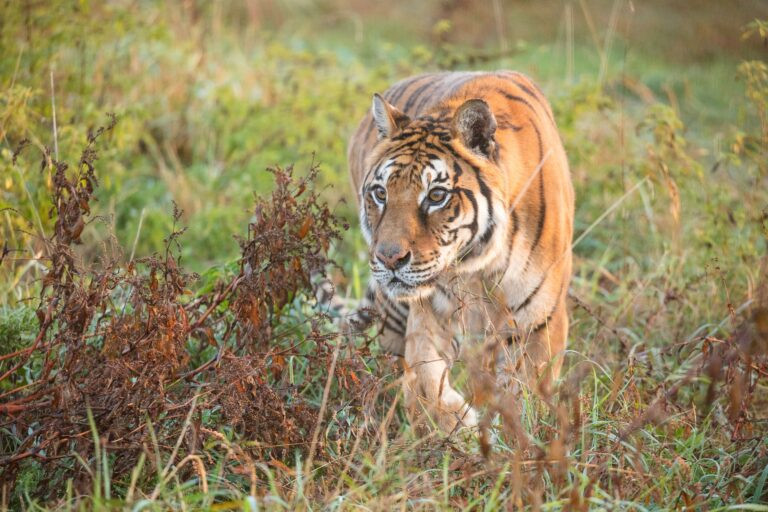 american-airways-cargo-moves-closing-tiger-from-argentinian-eco-park-–-air-cargo-week